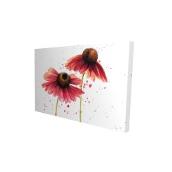 Two pink daisies