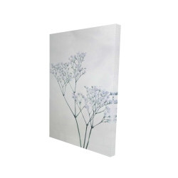Baby's-breath flowers