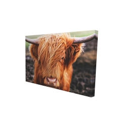 Portrait highland cow