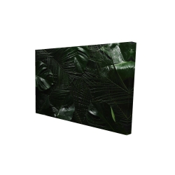 Jungle tropicale
