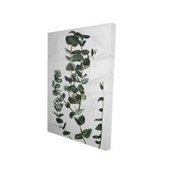 Eucalyptus stems