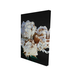 Pivoine en floraison