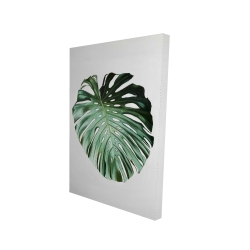 Monstera leaf