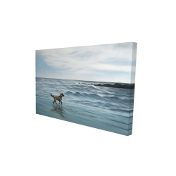 Chien à la plage