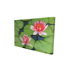 Canvas 24 x 36 - 3D - Lotus flowers in a swamp