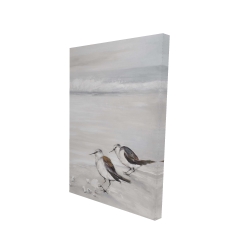 Deux oiseaux bécasseau