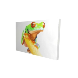 Curious red eyed frog