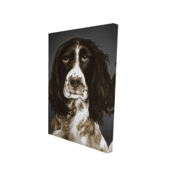 Springer spaniel anglais brun