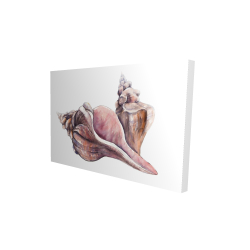 Horse conch seashells