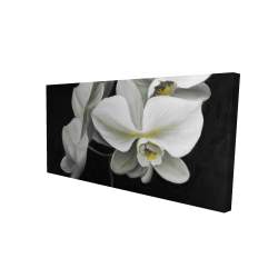 Canvas 24 x 48 - 3D - White orchids