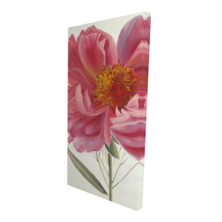 Pink peony flower