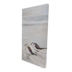 Deux oiseaux bécasseau