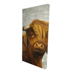 Highland cattle
