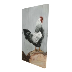 Coq wyandotte