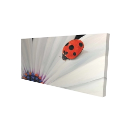 White daisy and ladybug