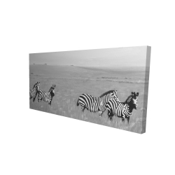 Zèbres dans la savane