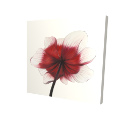 Anemone red flower