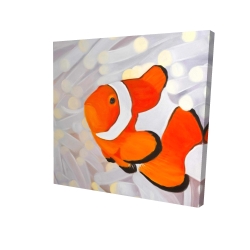 Poissons clown