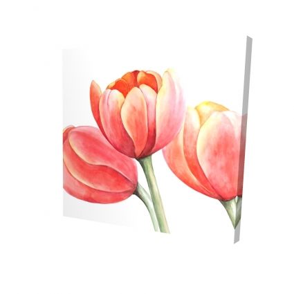 Three tulips closeup