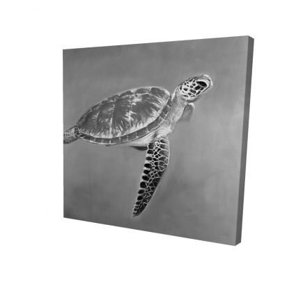 Grayscale aquatic turtle