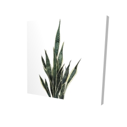 Toile 24 x 24 - 3D - Plante couteau