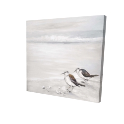 Deux oiseaux bécasseau