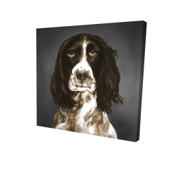 Springer spaniel anglais brun