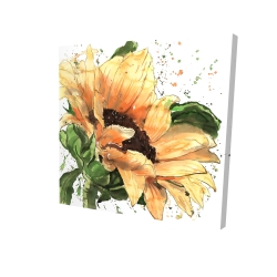 Sunflower in bloom