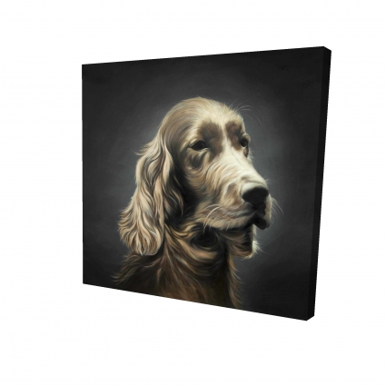 Field spaniel