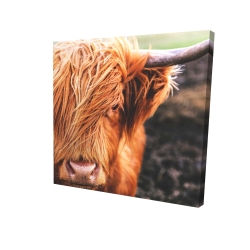Portrait highland cow