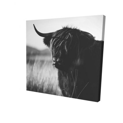 Beautiful monochrome highland cow