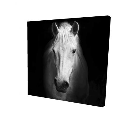 Monochrome horse