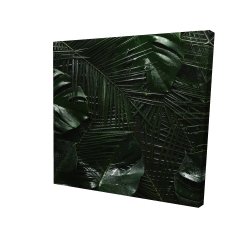 Jungle tropicale