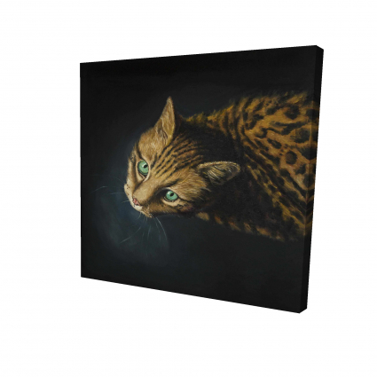Bengal cat
