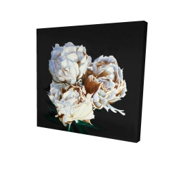 Pivoine en floraison