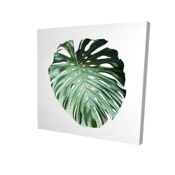 Monstera leaf