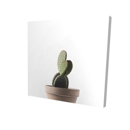 Cactus en pot