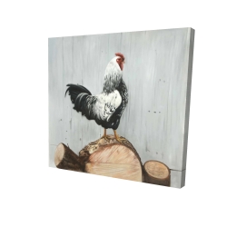Coq wyandotte