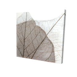 Feuilles séchées translucides