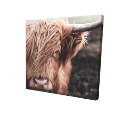 Vache highland désaturée