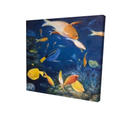 Poissons colorés sous l'océan