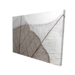 Feuilles séchées translucides