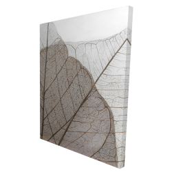 Feuilles séchées translucides
