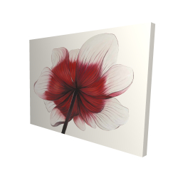 Anemone red flower
