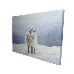 Long hair sheep