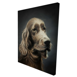 Field spaniel