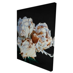 Pivoine en floraison