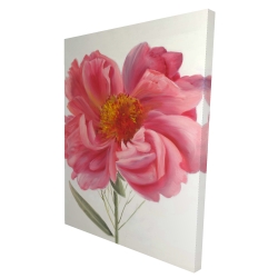 Pink peony flower