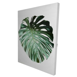 Monstera leaf