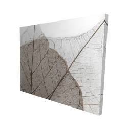 Feuilles séchées translucides